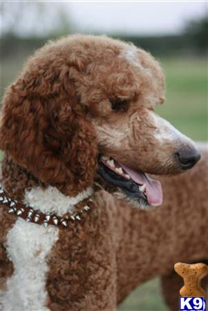 northtexaspuppies Picture 2